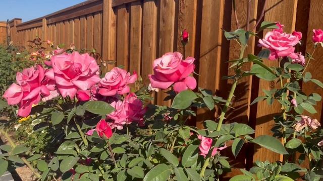 First Prize Rose - 1st Year - Fall Flush смотреть онлайн