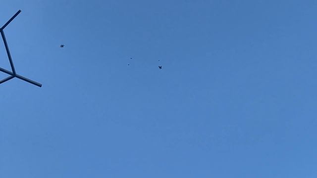 Николаевские голуби Воронежской области Цихотских Георгия смотреть онлайн