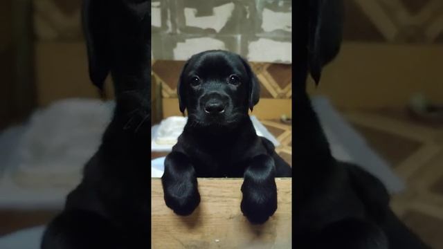 Черный щенок лабрадора, позирует. Black labrador puppy posing. смотреть онлайн