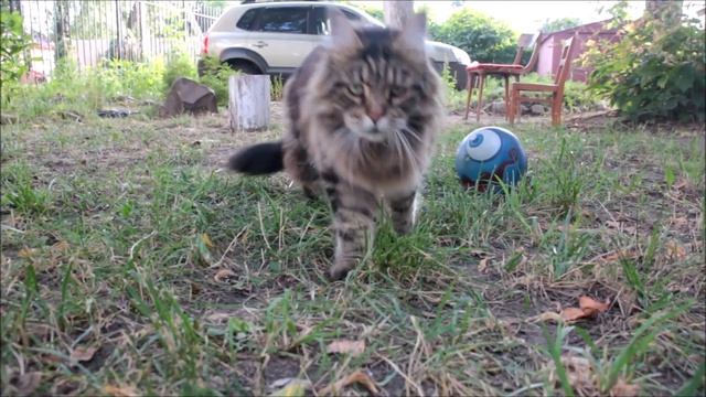 Мейн кун Фунтик . смотреть онлайн