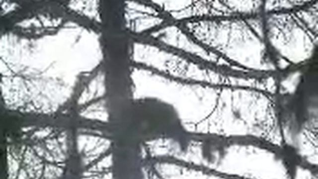 Глухари и др..mp4 смотреть онлайн