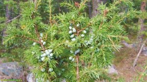 Топ-8 убийственных ароматов против комаров