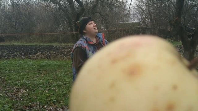 Второй загул коровы после абортирования//Начинаем закапывать трубопровод. смотреть онлайн