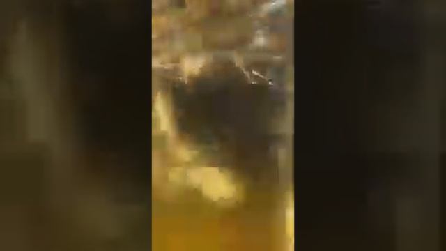 Raccoon Swimming the Ocean | Енот плавает в океане | アライグマの水泳の海 | 浣熊游 | Raccoon Lovers | Любите ено смотреть онлайн