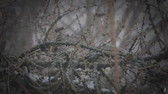 Метель смотреть онлайн