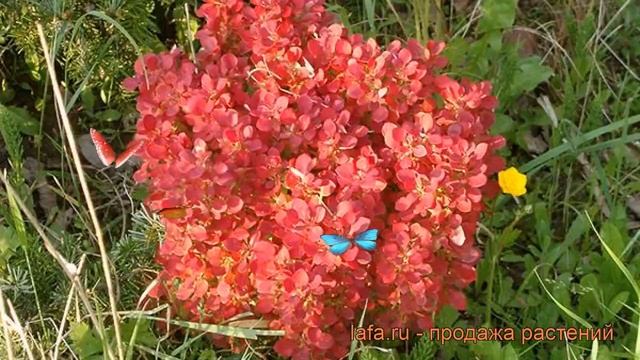 Барбарис тунберга Лютин Руж (lutin rouge) ? обзор: как сажать, саженцы барбариса Лютин Руж смотреть онлайн