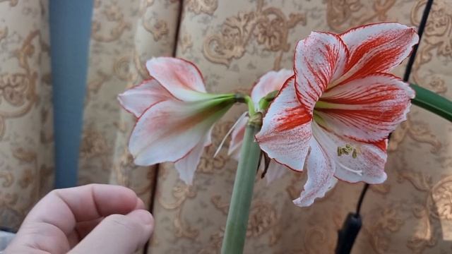 table dance - магазинное цветение смотреть онлайн