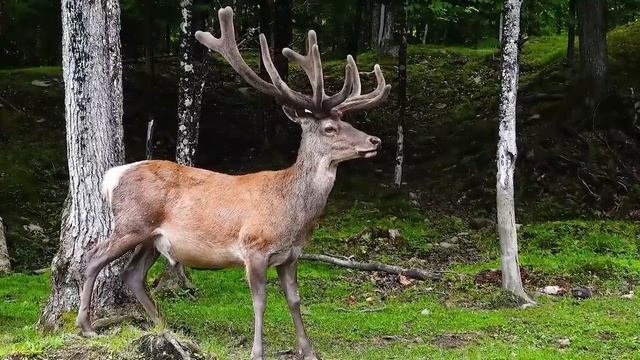 Успокаивающая музыка для нервов - лечебная музыка для сердца и сосудов, расслабление, для души.