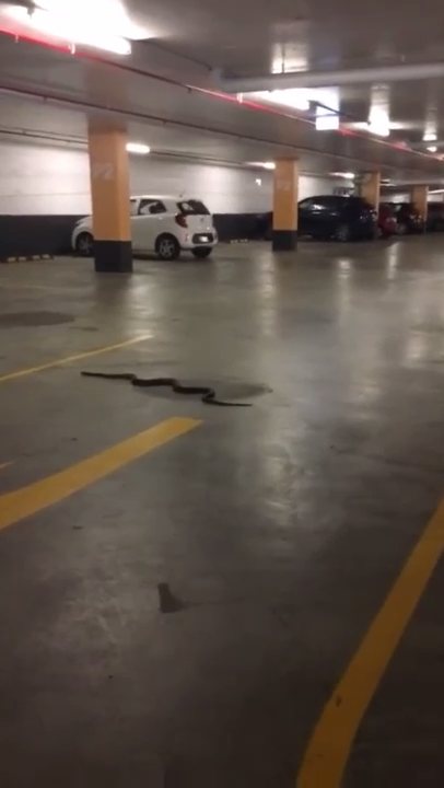 Змея на парковке смотреть онлайн