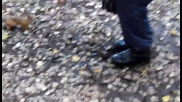 Осень в Пестовском парке. 2021г. импр. В.Бохана. смотреть онлайн