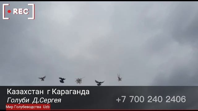 #Голуби, Северная Кавказская Птица!Казахстан г Караганда Сергей 2019г 2020г 2021г #Tauben #Pigeon смотреть онлайн