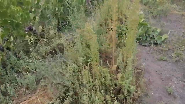 Три сорта винограда в одном видео-Гарольд,Тасон и Супер Экстра. смотреть онлайн