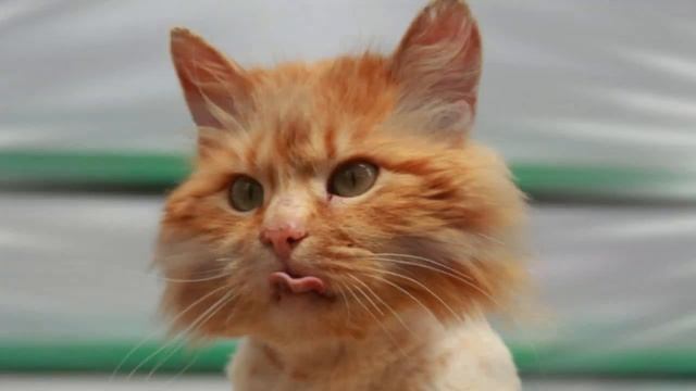 не проходите мимо!! Приют " ВТОРОЙ ШАНС" (Брянск) смотреть онлайн