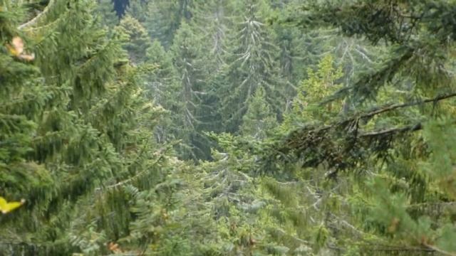 HERRENWIESER SEE - vidéo 10 : le point de vue du " 2 Seen Blick " (2013) - смотреть онлайн