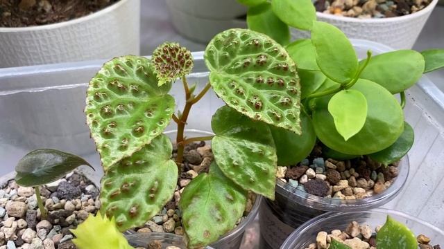 Будни цветовода | Обзор комнатных растений | 09.08.2022г. смотреть онлайн