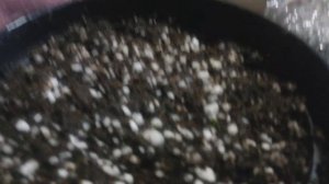 Всходы семян Венериной Мухоловки!