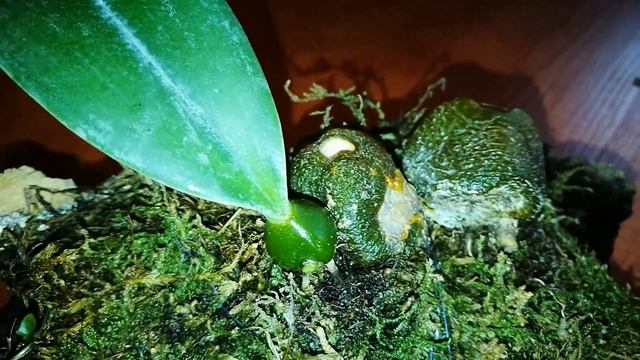 Bulbophyllum phalaenopsis начинаем все сначала. смотреть онлайн