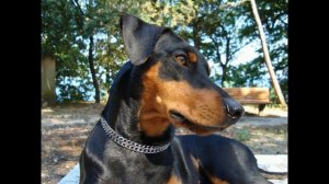 Немецкий пинчер