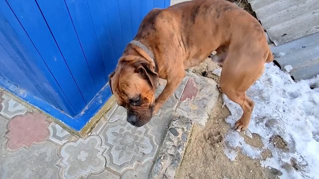 Собака немецкий боксер грустный. The dog is a sad German boxer. смотреть онлайн
