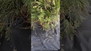 Как положить агроткань вокруг туи под мульчу?