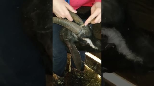 Обезроживание коз резинками для кострации. Полное видео. смотреть онлайн