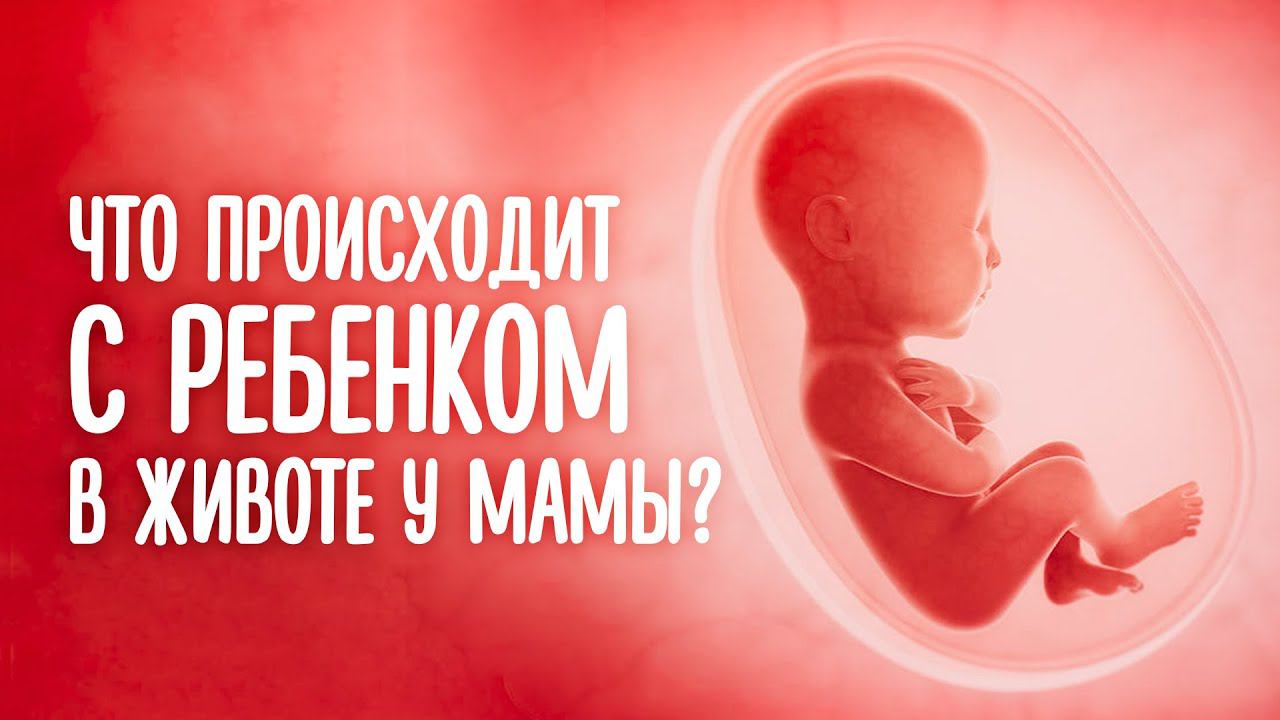 Чем Занимается Ребёнок у Мамы в Животе? смотреть онлайн