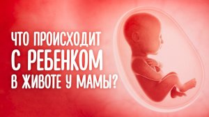 Чем Занимается Ребёнок у Мамы в Животе?