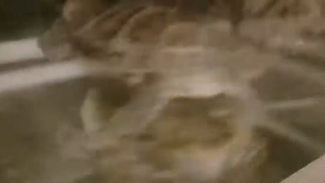 Кунг фу бой красноухой черепахи против карася смотреть онлайн
