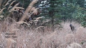Гон лося. Брачный зов лосихи.