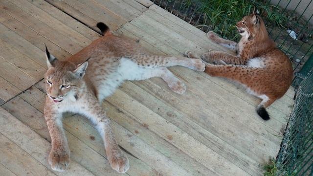 РЕАКЦИЯ ПУМЫ НА РЫСЕЙ. РУМ ТУР по новым вольерам. Тренинг кота Мартина #3/ COUGAR’S REACTION TO LYN смотреть онлайн
