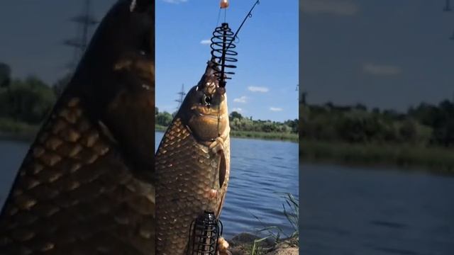 Бешенный клёв карася #рыбалка #трофей #днепр #карась #fishing #жор #div #class смотреть онлайн