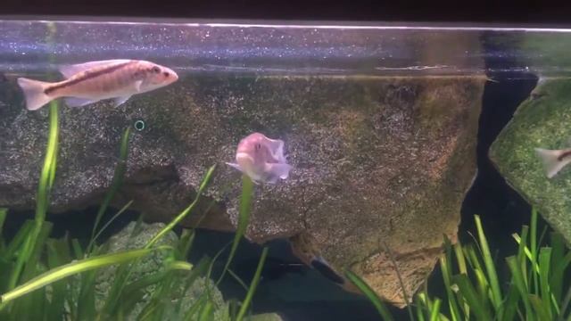 Wild caught Tyrannochromis types and Champsochromis spilorhynchus смотреть онлайн