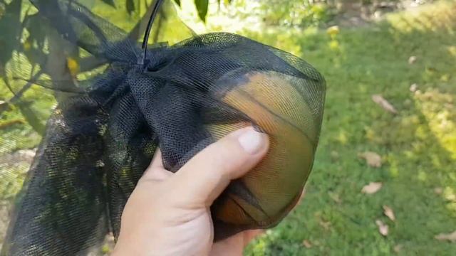 Bagging Fruit to Protect from Animals & Birds - Instead of Netting Whole Fruit Tree смотреть онлайн