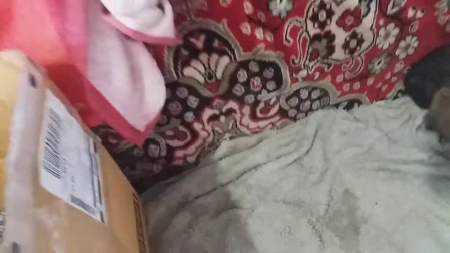 СОБАЧКИ .. ДЕВОЧКИ И МАЛЬЧИК смотреть онлайн