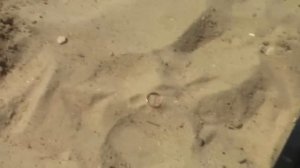 Пляжный коп с гаррет ат про. Золото.