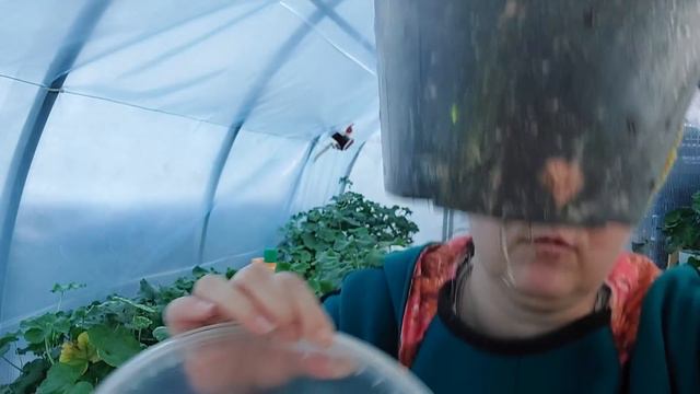 Пенопласт?Субстрат?Как и что меняю зависит от времени года .Пеларгонии смотреть онлайн