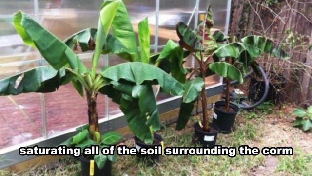 How To Grow And Care Banana Trees in Pot Or Containers - Gardening Tips смотреть онлайн