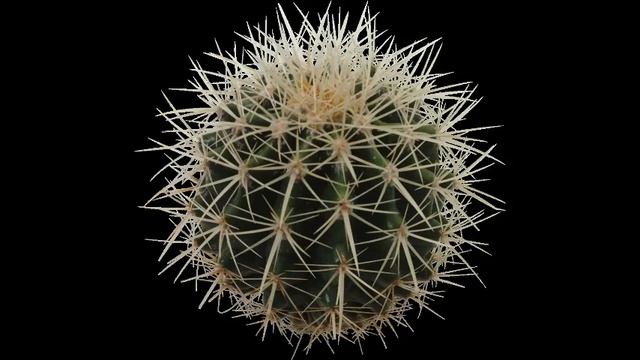 Рассказы ни о чем - О кактусах и уходе за ними смотреть онлайн