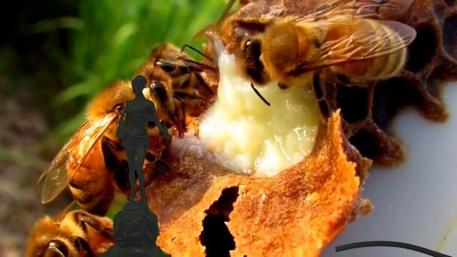 РИТУАЛ С МЁДОМ ДЛЯ ПРИВЛЕЧЕНИЯ КЛИЕНТОВ И ПОКУПАТЕЛЕЙ смотреть онлайн
