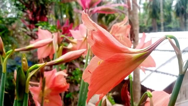 Striped Barbados lily смотреть онлайн