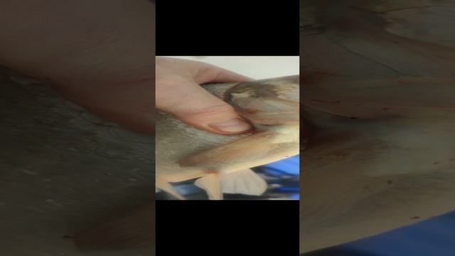 1000039238.mp4 смотреть онлайн