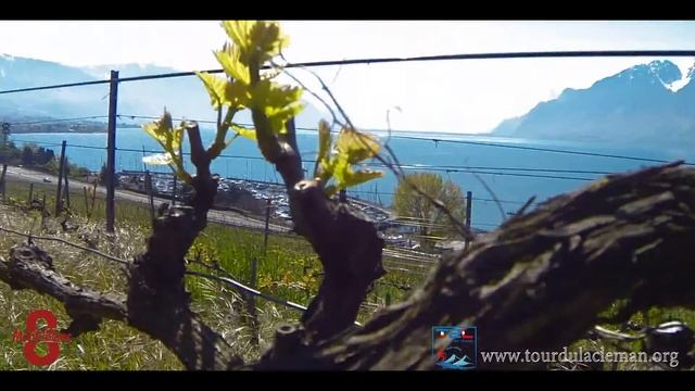 trailer T2L 2017 v11 смотреть онлайн