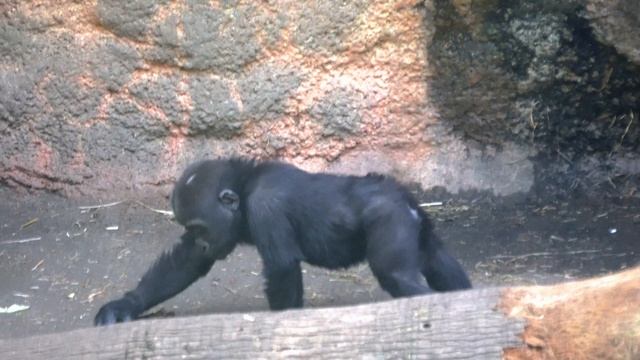 Baby gorilla Sumomo walking around and touches everything | Gorilla Haoko Family смотреть онлайн