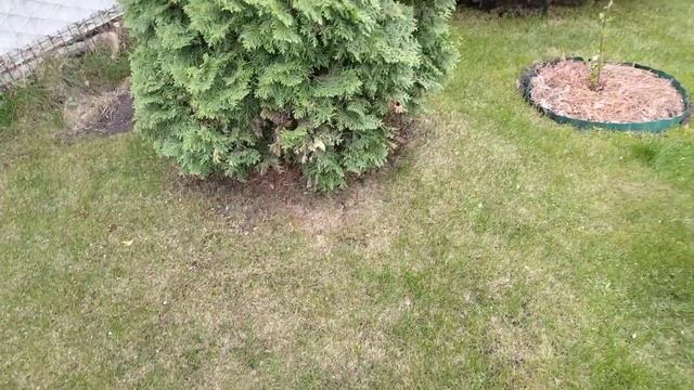 2 мая, как в этом году всё рано цветёт. смотреть онлайн