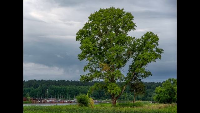 ЛИПА, ОСИНА, БЕРЁЗА /детям о деревьях доступно /аудиорассказы для детей/ смотреть онлайн
