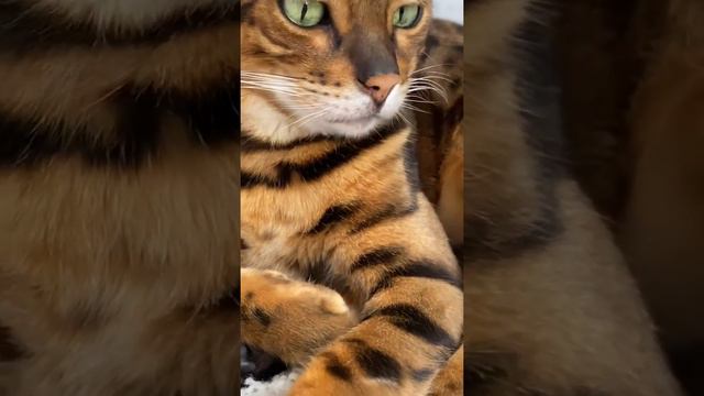 БЕНГАЛ ГОТОВИТСЯ К ПОЕЗДКЕ В ТУРЦИЮ.