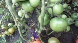 РОЗА ВЕТРОВ -  ТОМАТ ДЛЯ ХОЛОДНЫХ РЕГИОНОВ. Ольга Чернова