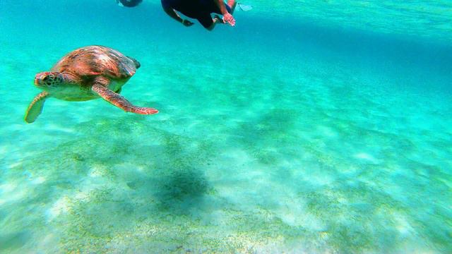 Egypt, Red sea, turtle, snorkeling. Marsa Alam, Египет Марса Алам, бухта Мубарак, черепахи, смотреть онлайн