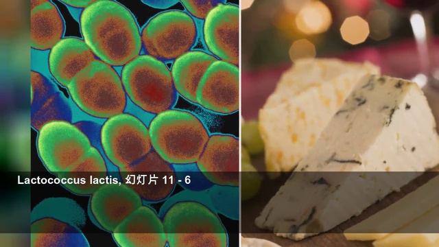 原来这些细菌，对人类竟然有益！ смотреть онлайн