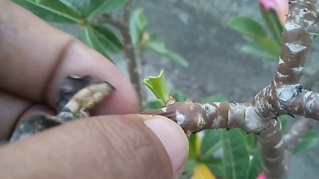 Adenium Plant Care Me Jane Kyu Hota Hai Aisa EPC | Adenium Plant खोज смотреть онлайн